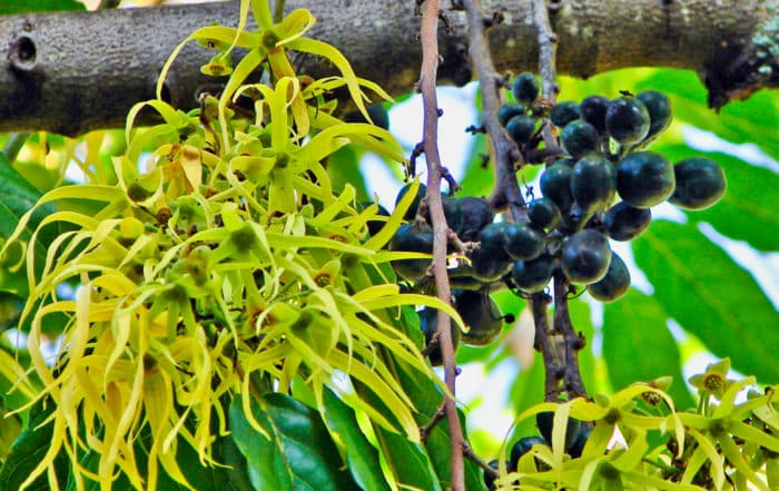 Fleurs et fruits du Ylang-ylang de Tahiti, Cananga. © Tahiti Heritage