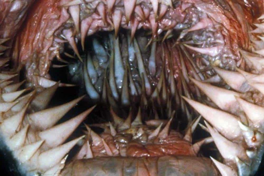 Intérieur de la bouche d'une tortue luth