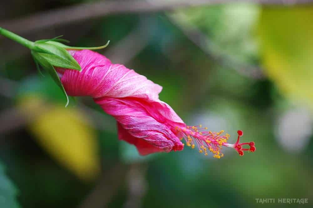 Légende des Femmes-fleurs. Hibiiscus fané