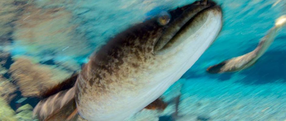 Anguille. Photo Frederic Legrand