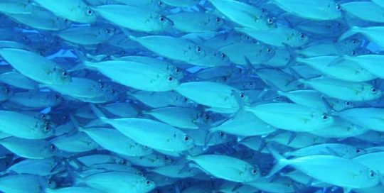 Banc de Ature. Photo discoverlife.org