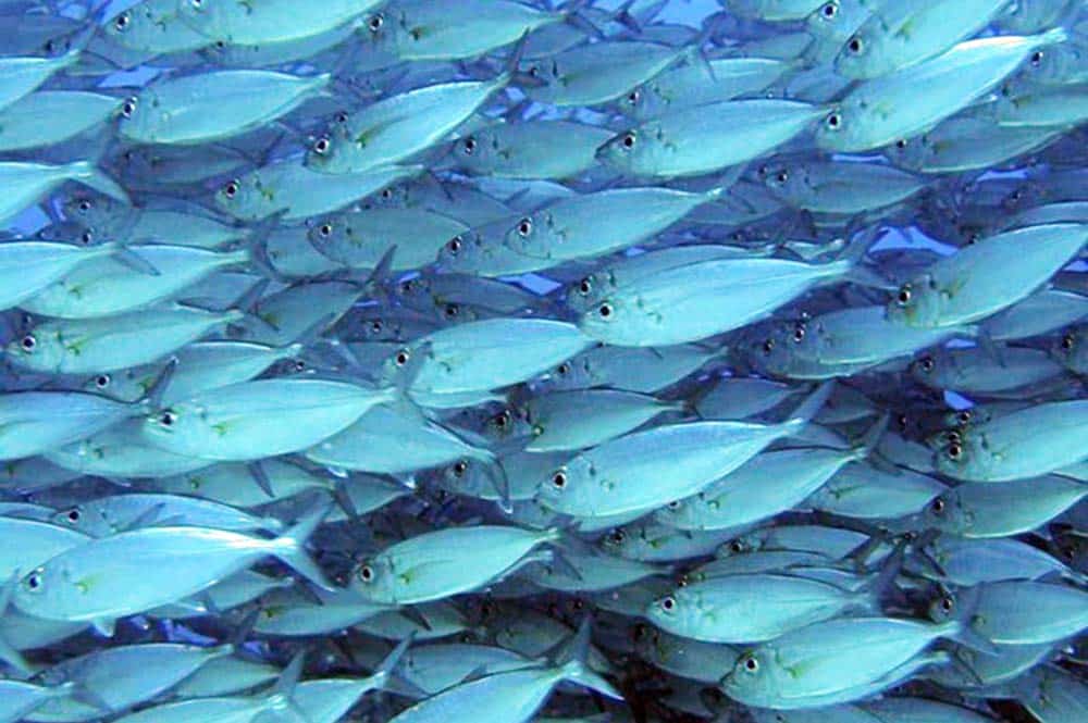 Pêche téléguidée au puna ature