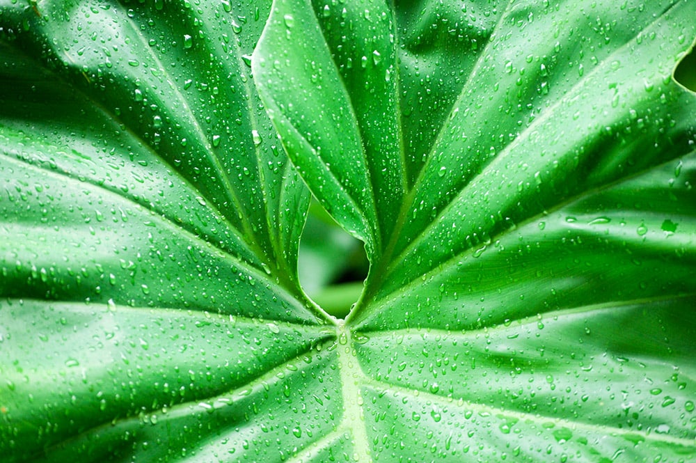 Ape, Oreille d'éléphant. Alocasia macrorrhizos © Tahiti Heritage