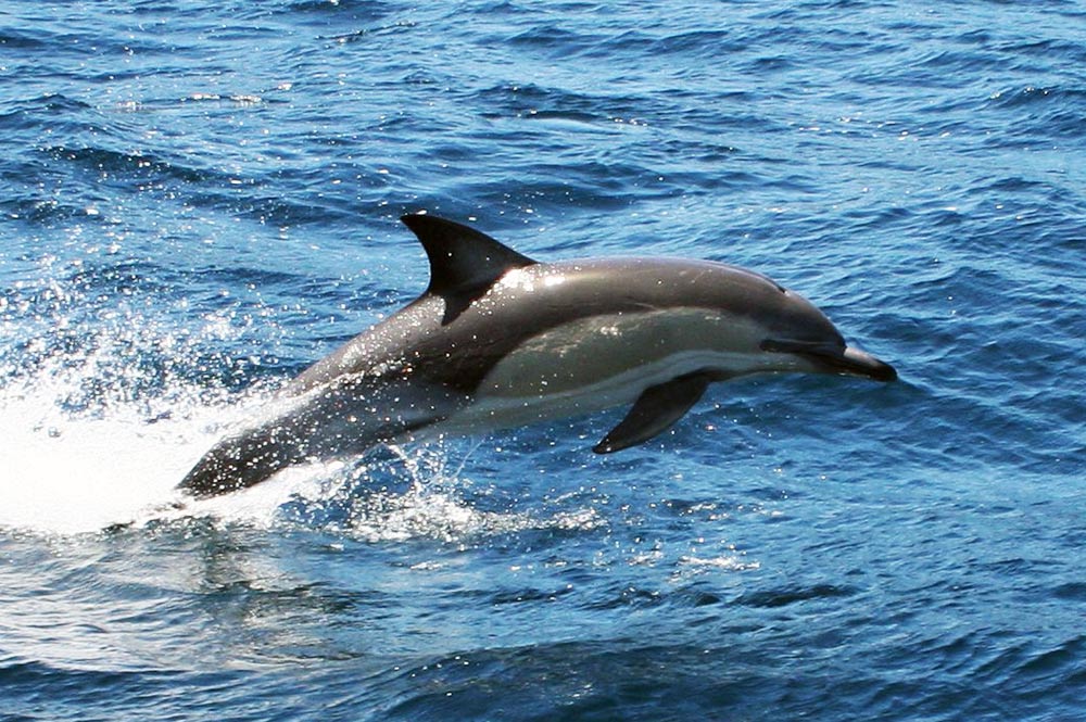 Dauphin-Delphinus Delphis