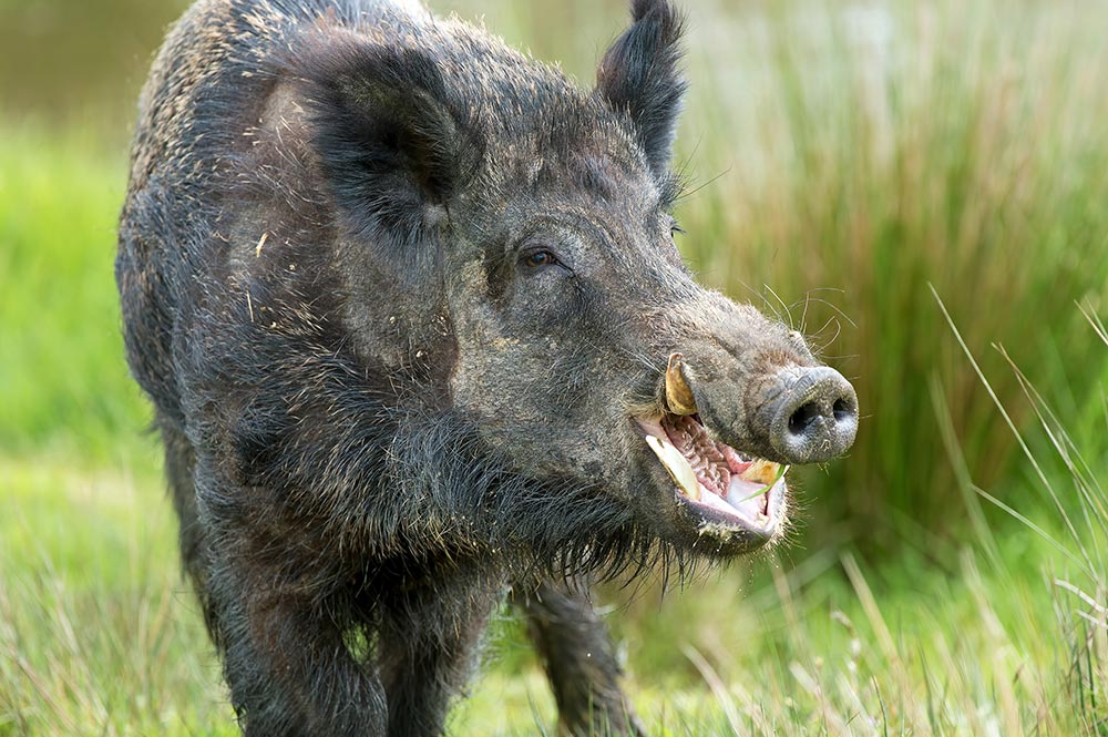 L'adolescence de Hiro, le Kava et le cochon Moiri