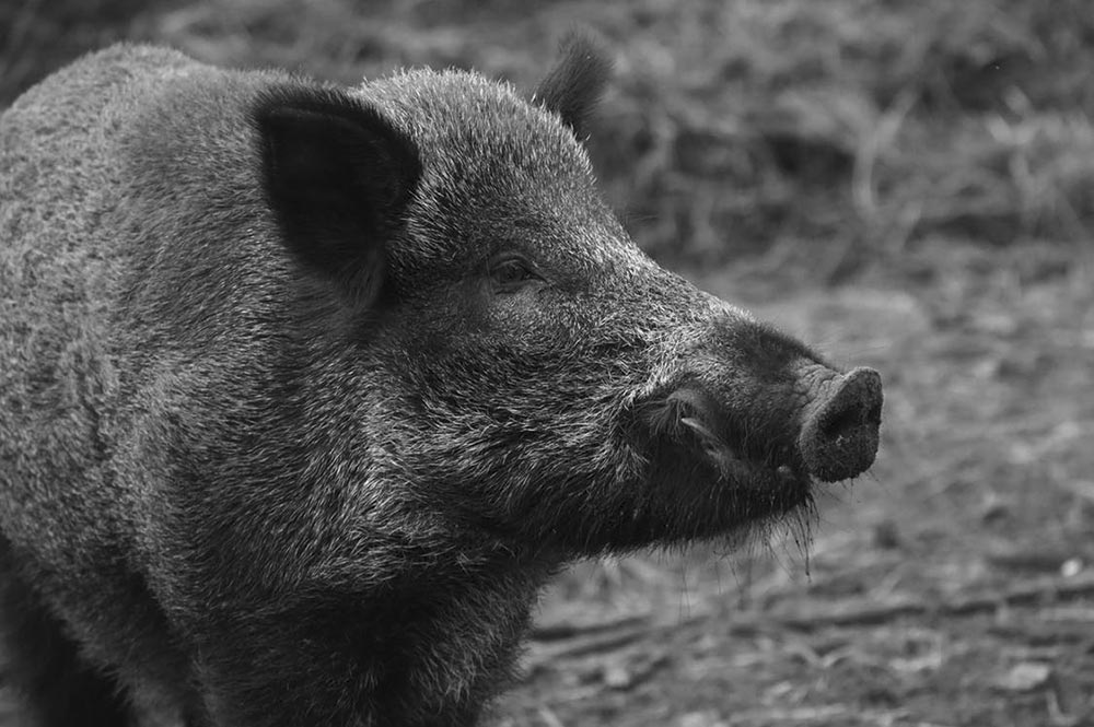 Tafa’i et la princesse Hawaïenne, le Kava et le cochon Moiri