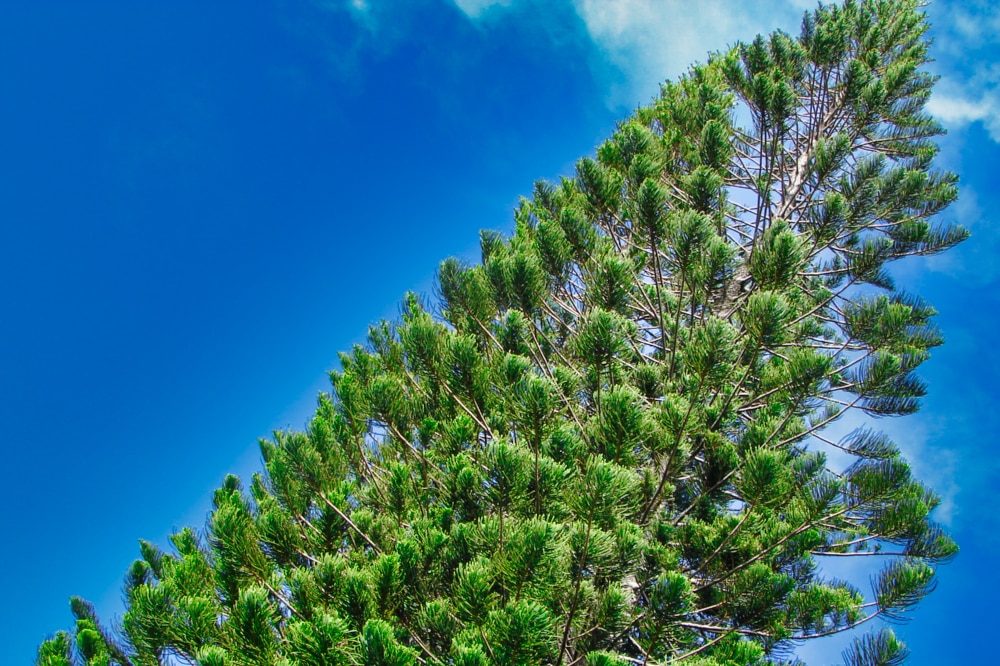 Araucaria de Tubuai, l'amer des pêcheurs