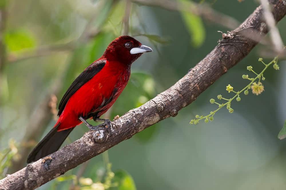 tangara-cramoisi-Ramphocelus-dimidiatus-Juan-Jose-Arango