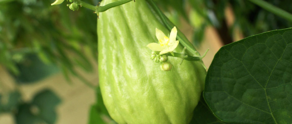 Chouchoute, sedium edule