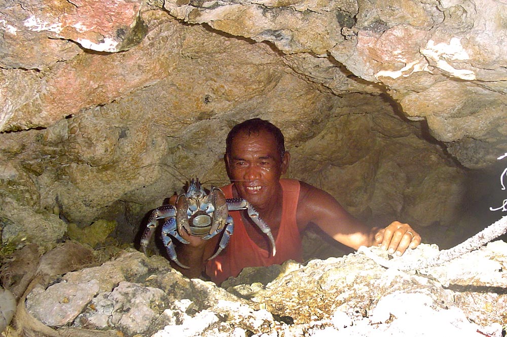 Crabe de cocotier, kaveu, dans une grotte à Tematahoa, Anaa.