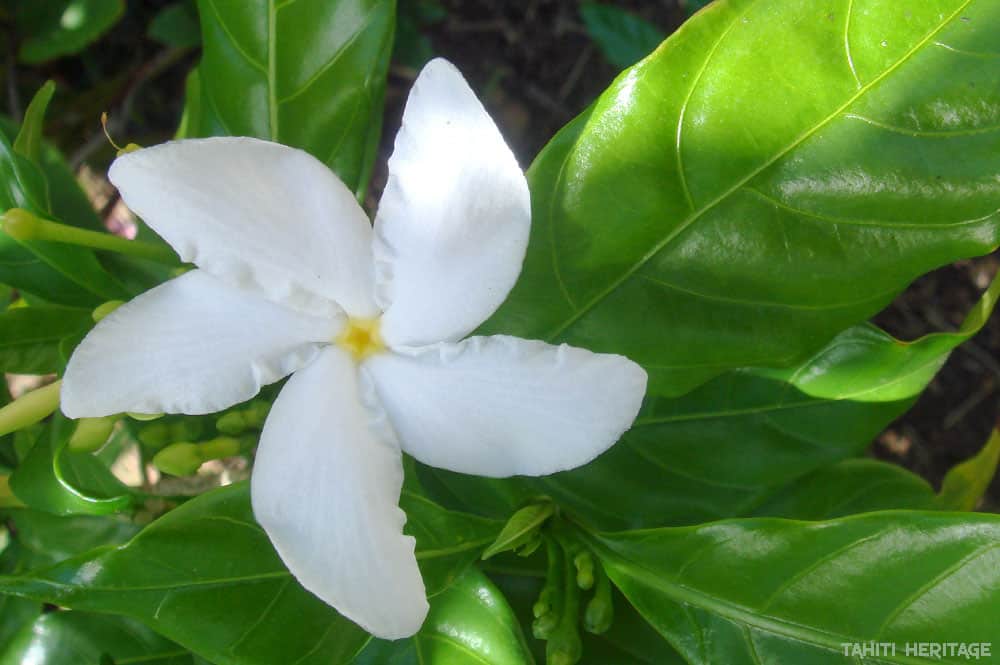 Tiare Moorea -Tabernaemontana divaricata © Tahiti Heritage