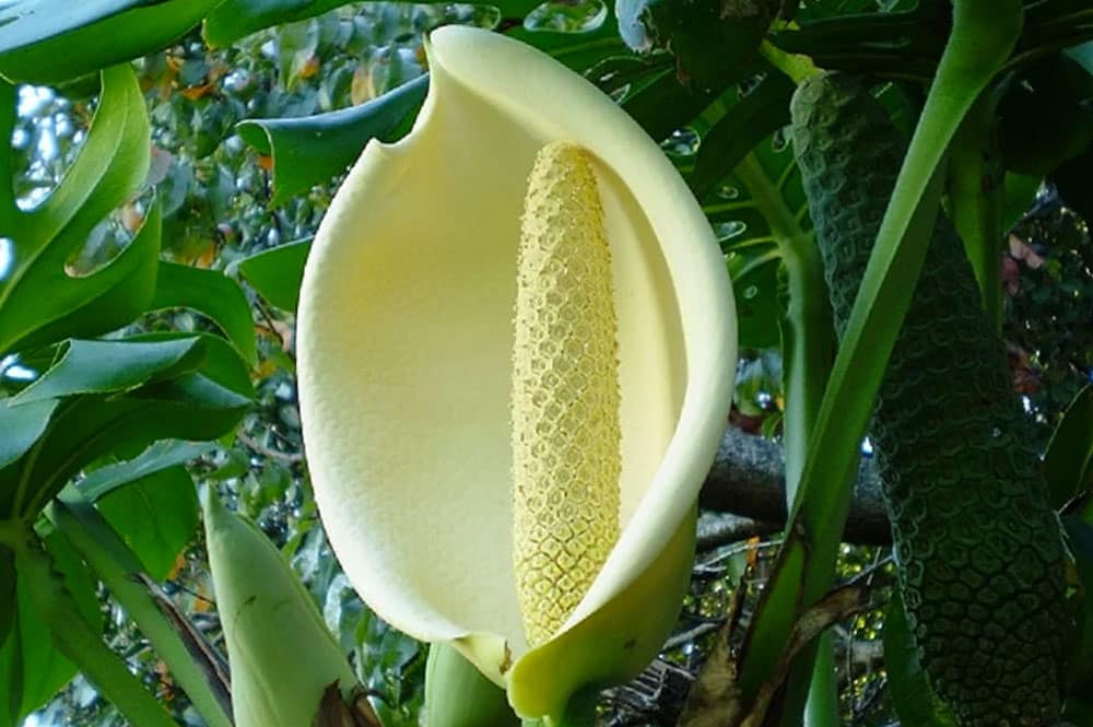 Fleur de Monstera deliciosa