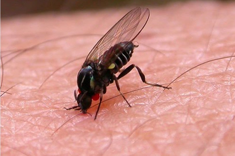 Simulium buissoni - Nono des rivières