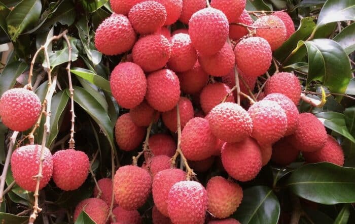 Grappe de Litchi